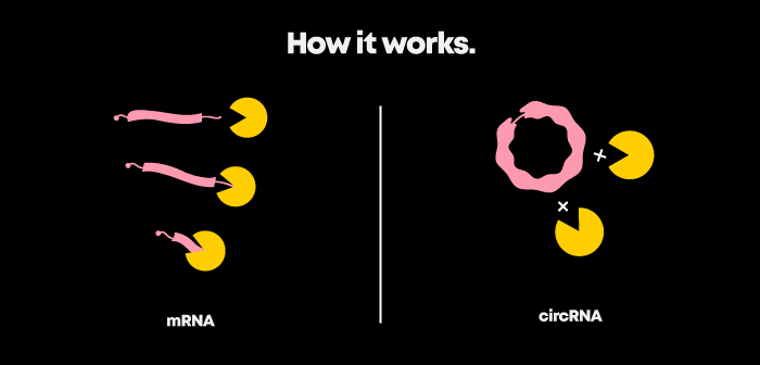 How Circular RNA works